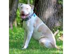 Adopt Frankie a Pit Bull Terrier, American Staffordshire Terrier