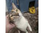 Adopt Mama Girl a Domestic Short Hair