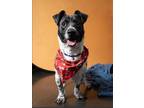 Adopt Dottie a Jack Russell Terrier, Dachshund
