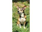 Adopt Strawberry a Terrier