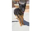 Adopt Princess a German Shepherd Dog