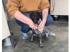 Adopt Bluey a Australian Cattle Dog / Blue Heeler, German Shorthaired Pointer
