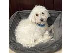 Adopt Chanel a Poodle