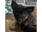 Adopt Athena a Border Collie, German Shepherd Dog