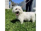 Adopt Charlie a Bichon Frise