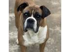 Adopt Toby a Boxer
