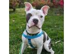 Adopt Earl a Pit Bull Terrier