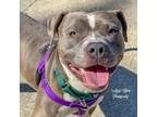 Adopt Luther a Pit Bull Terrier