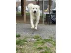 Adopt JUNIOR a Great Pyrenees