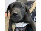 Adopt Aldo_4 a Pit Bull Terrier, Retriever
