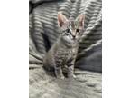 Adopt Dublin (East Carteret kittens) a Domestic Short Hair, Tabby