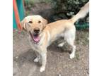 Adopt KENDOLL a Yellow Labrador Retriever, Mixed Breed