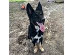 Adopt LOKI a Australian Shepherd, German Shepherd Dog