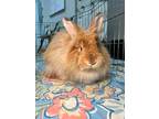 Adopt Toupee a Angora Rabbit