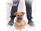 Adopt Obito a German Shepherd Dog