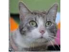 Adopt Chatter a Domestic Short Hair