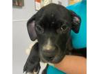 Adopt Cup a Mixed Breed