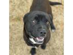 Adopt Channing a Mixed Breed