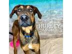 Adopt HURLEY a Mixed Breed