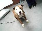 Adopt BODIE a Pit Bull Terrier