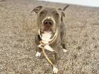 Adopt TRAVIS a Pit Bull Terrier