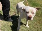 Adopt BRIGGS a Pit Bull Terrier, Mixed Breed