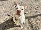 Adopt BRIGGS a Pit Bull Terrier, Mixed Breed