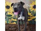 Adopt Dozer a Pit Bull Terrier