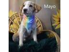 Adopt Mayo a Shepherd