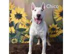 Adopt Chico a Bull Terrier