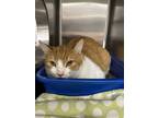 Adopt Julius a Domestic Short Hair