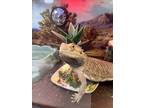 Adopt River a Bearded Dragon