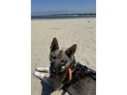 Adopt Paco a Siberian Husky, German Shepherd Dog