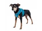 Adopt Turner 11706 a Miniature Pinscher