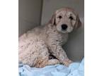 Adopt Elmer a Labrador Retriever, Poodle