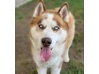 Adopt Dog a Siberian Husky