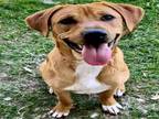 Adopt Dog a Labrador Retriever, Mixed Breed