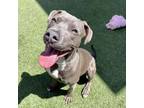 Adopt Gary a Pit Bull Terrier