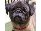 Adopt Frank a Pug, Mixed Breed