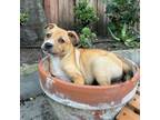 Adopt *Cillian - Puppy a Cattle Dog, Mixed Breed