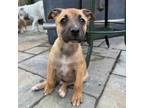Adopt *Josh - Puppy a Cattle Dog, Mixed Breed