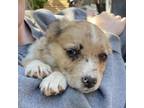 Adopt *Harry - Puppy a Cattle Dog, Mixed Breed