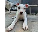 Adopt *Jacob - Puppy a Cattle Dog, Mixed Breed