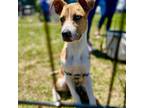 Adopt *Barry - Puppy a Cattle Dog, Mixed Breed