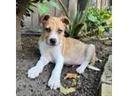 Adopt *Barry - Puppy a Cattle Dog, Mixed Breed