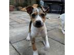 Adopt *Logan - Puppy a Cattle Dog, Mixed Breed