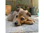 Adopt *Timothee - Puppy a Cattle Dog, Mixed Breed