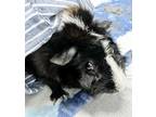 Adopt Kevin a Guinea Pig