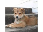 Adopt Charlie a Shepherd, Mixed Breed