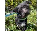 Adopt Berry a Terrier, Mixed Breed